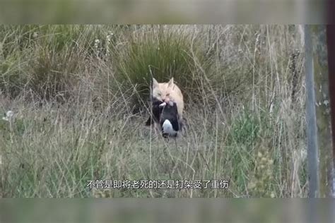 野猫死在家门口|一只野猫在家门口赶走后两天死了